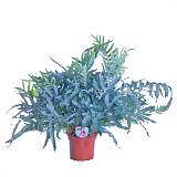 Папоротник Флебодиум золотистый - Phlebodium aureum 'Blue Star' D19 H65