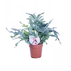 Папоротник Флебодиум золотистый - Phlebodium aureum 'Blue Star' D12 H35