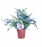 Папоротник Флебодиум золотистый - Phlebodium aureum 'Blue Star' D12 H35