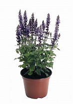 Шалфей лекарственный - Salvia officinalis D14 H30