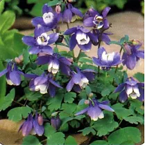 Аквилегия вееровидная Министар - Aquilegia flabellata Ministar D9 H15