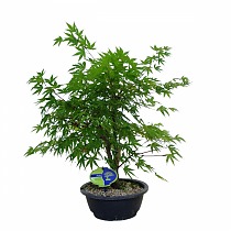 Бонсай клен дланевидный  - Bonsai Acer Palmatum Arakawa D20 H50