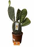 Опунция индийская - Opuntia indica D21 H65
