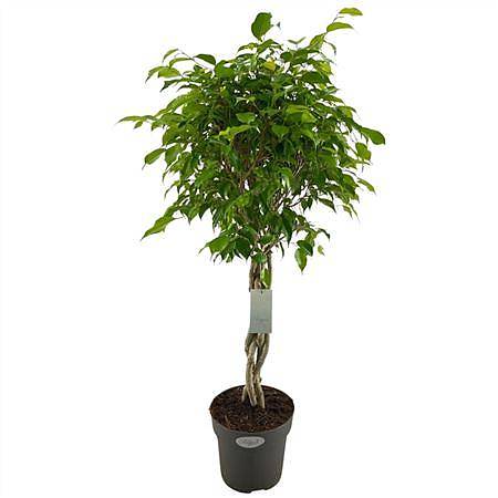 Фикус Бенджамина экзотика косичка - Ficus Be Exotica Twisted Stem D24 H100