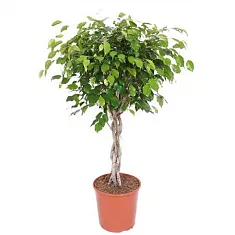 Фикус Бенджамина экзотика косичка - Ficus Be Exotica Twisted Stem D27 H120