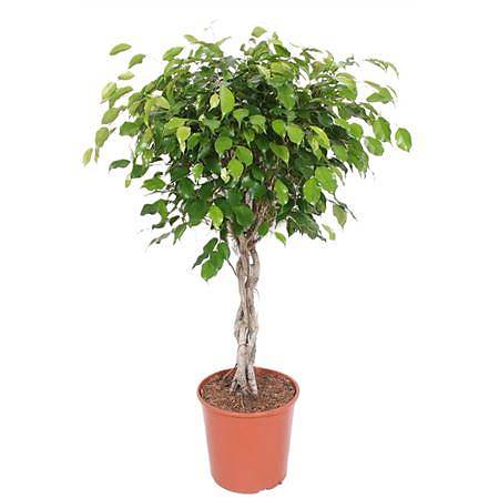 Фикус Бенджамина экзотика косичка - Ficus Be Exotica Twisted Stem D27 H120