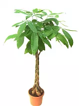 Пахира Акватика - Pachira D24 H140