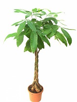 Пахира Акватика - Pachira D24 H140