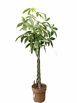 Пахира Акватика - Pachira D30 H160