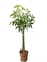 Пахира Акватика - Pachira D30 H160