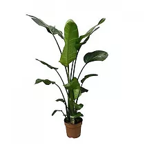 Стрелиция Николай - Strelitzia Nicolai D27 H180