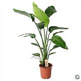 Стрелиция Николай - Strelitzia Nicolai D21 H110