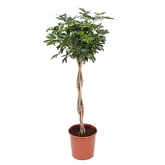 Шеффлера Компакта - Schefflera Compacta On Stem (fachjan) D34 H170