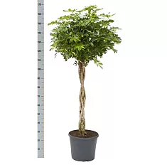 Шеффлера Голд Капелла косичка - Schefflera gold capella D27 H170