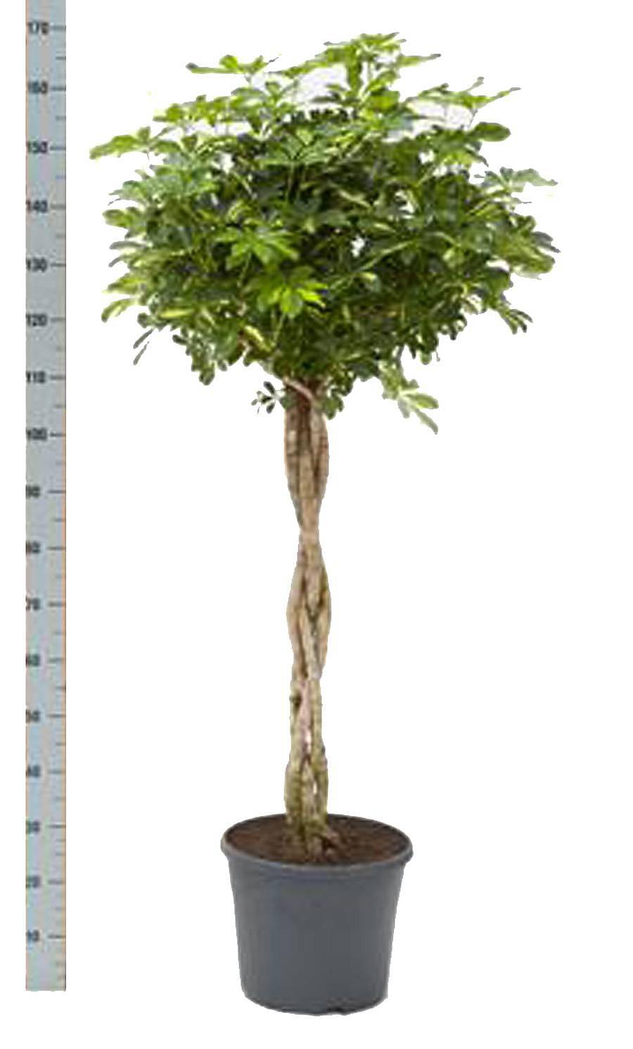 Шеффлера Голд Капелла косичка - Schefflera gold capella D27 H170