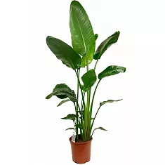 Стрелиция Николай - Strelitzia Nicolai D22 H130