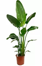 Стрелиция Николай - Strelitzia Nicolai D22 H130