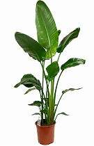 Стрелиция Николай - Strelitzia Nicolai D22 H130