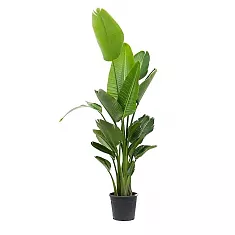 Стрелиция Николай - Strelitzia Nicolai 5pp D40 H180
