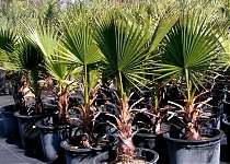 Пальма Вашингтония нитчатая (нитеносная) - Washingtonia filifera D50 H200