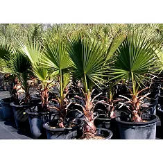 Пальма Вашингтония нитчатая D50 H200