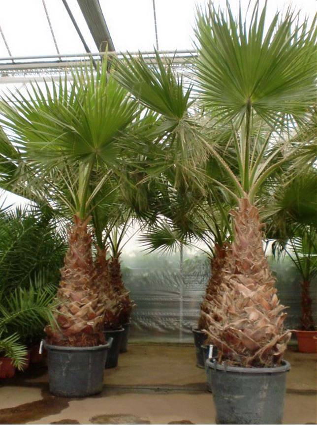 Пальма Вашингтония нитчатая (нитеносная) - Washingtonia filifera D60 H300