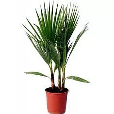 Пальма Вашингтония робуста D12 H40