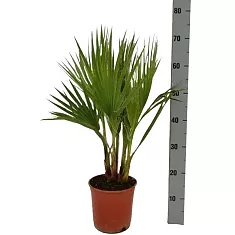 Пальма Вашингтония робуста D12 H50