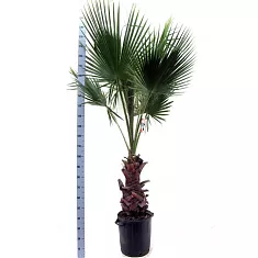 Пальма Вашингтония робуста D50 H240