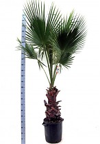 Пальма Вашингтония робуста (мощная) - Washingtonia robusta D50 H240