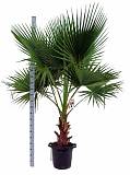 Пальма Вашингтония робуста D45 H200