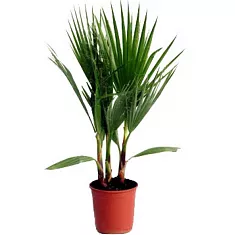 Пальма Вашингтония нитчатая D15 H60