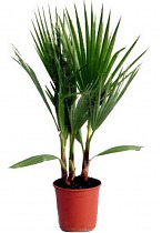 Пальма Вашингтония нитчатая (нитеносная) - Washingtonia filifera D15 H60