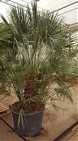 Пальма Вашингтония нитчатая D50 H240