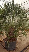 Пальма Вашингтония нитчатая (нитеносная) - Washingtonia D50 H240