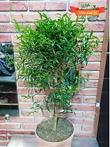 Микроцитрус Папуана - Microcitrus papuana D21 H80