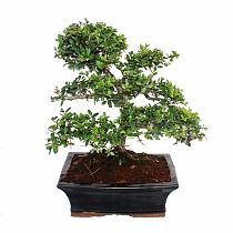Бонсай Падуб, Дуб каменный, илекс - Bonsai Quercus ilex D25 H35