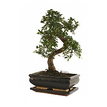 Бонсай Падуб, Дуб каменный, илекс - Bonsai Quercus ilex D20 H35