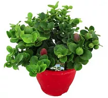 Карисса - Carissa D19 H70