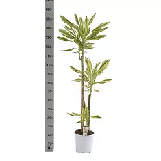 Драцена фрагранс Еллоу Кост - Dracaena fragrans Yellow Coast D25 H150