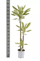 Драцена фрагранс Еллоу Кост - Dracaena fragrans Yellow Coast D25 H150
