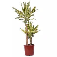 Драцена фрагранс Еллоу Кост - Dracaena fragrans Yellow Coast D25 H120