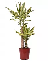 Драцена фрагранс Еллоу Кост - Dracaena fragrans Yellow Coast D25 H120