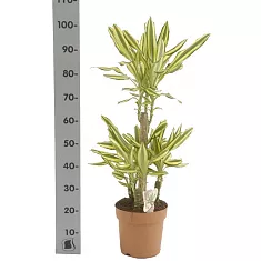 Драцена фрагранс Еллоу Кост - Dracaena fragrans Yellow Coast D21 H100