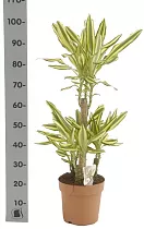 Драцена фрагранс Еллоу Кост - Dracaena fragrans Yellow Coast D21 H100