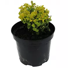 Барбарис тунберга Тини Голд - Berberis thunbergii Tiny Gold D2 H15-20