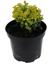 Барбарис тунберга Тини Голд - Berberis thunbergii Tiny Gold D2 H15-20