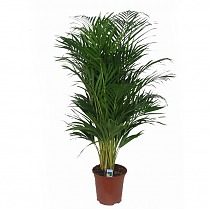 Пальма Хризалидокарпус - Chrysalidocarpus D23 H170