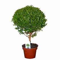 Мирт - Myrtus D20 H55