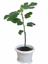 Инжир Борнхольмс - Ficus carica Bornholms D17 H50